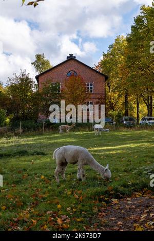Alpaca in the historic Mathildedal village in autumn. Salo, Finland Stock Photo