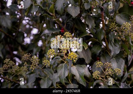 Hedera helix 'Arborescens' or English ivy flowers and leaves in autumn, close up Stock Photo
