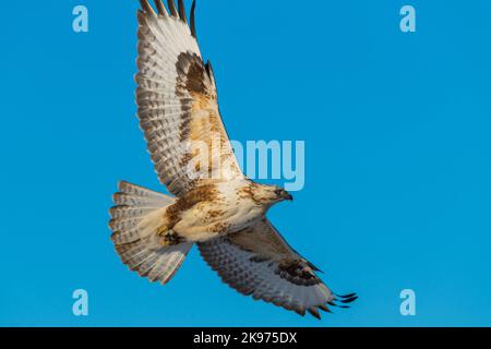 An upland buzzard (Buteo hemilasius) flying with a blue sky in the background Stock Photo