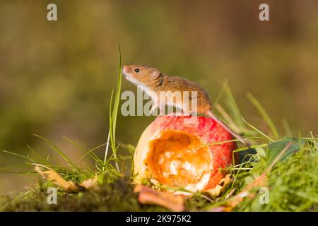 Harvest mouse Micromys minutus, adult standing on apple, Suffolk, England, October, controlled conditions Stock Photo