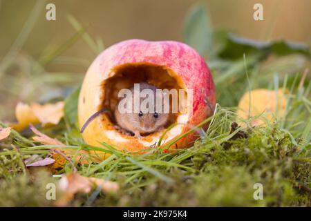 Harvest mouse Micromys minutus, adult standing in apple, Suffolk, England, October, controlled conditions Stock Photo