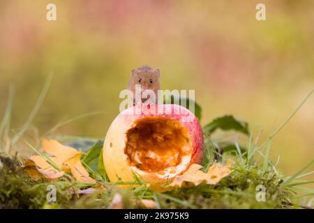 Harvest mouse Micromys minutus, adult standing on apple, Suffolk, England, October, controlled conditions Stock Photo
