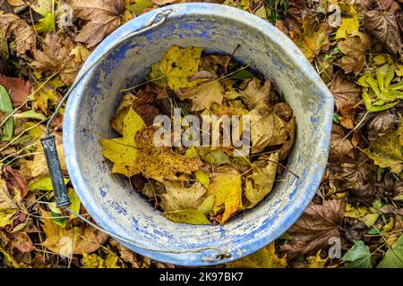 Fallen Autumn Golden And Brown Leaves On The Floor With No People Stock Photo