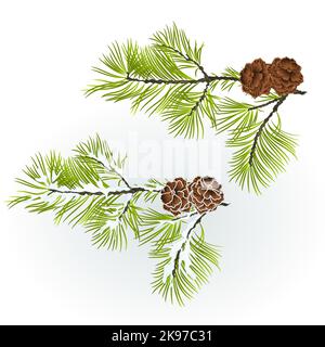 Conifer Branch Pine  with pine cones autumnal and winter snowy natural background vector illustration editable hand draw Stock Vector