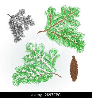 Spruce branch lush conifer autumnal and winter snowy natural background vector illustration editable hand draw Stock Vector