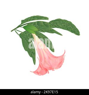 Brugmansia suaveolens medicinal flower pink Angel's Trumpet on a white background vintage vector illustration editable hand draw Stock Vector