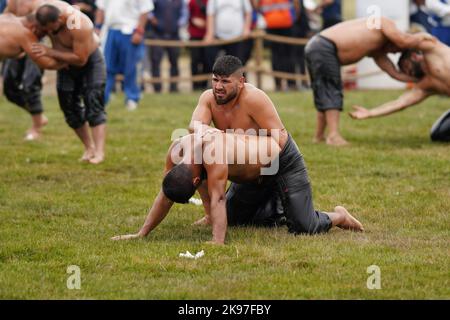 ISTANBUL, TURKIYE - JUNE 11, 2022: Oil wrestlers compete during Etnospor Culture Festival. Oil wrestling also called grease wrestling is the Turkish t Stock Photo