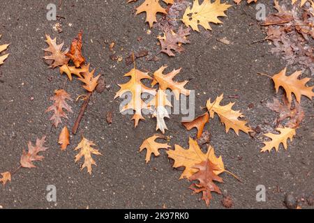 Beautiful yellow fallen autumn leaves on wet asphalt Stock Photo