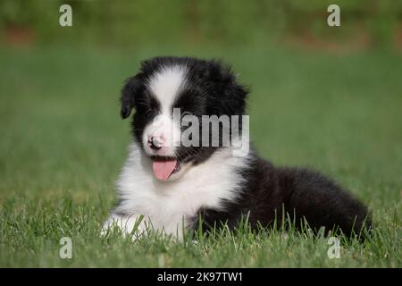 Border Collie Stock Photo