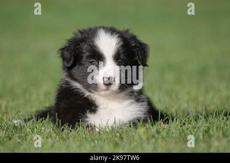 Border Collie, 6 week old puppy Stock Photo