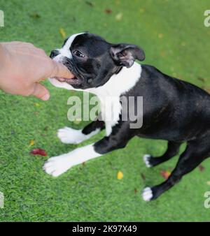 Boston Terrier puppy chewing or biting the finger of the person she is playing with due to the fact she is teething. She is outsdie standing on artifi Stock Photo