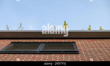Low angle view at house gutter with plants against sky. Gutter garden. Stock Photo