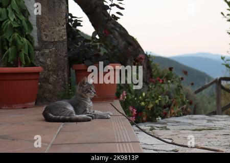Kitty in the garden, grey kitty, fluffy kitty in the garden Stock Photo