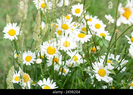 Wild daisy flower growing on meadow. Sunny garden white flowers background texture. Selective focus shallow DOF  Stock Photo