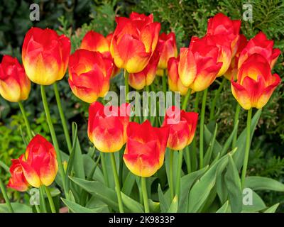 Beautiful yellow and red tulips, variety Hypnose Stock Photo