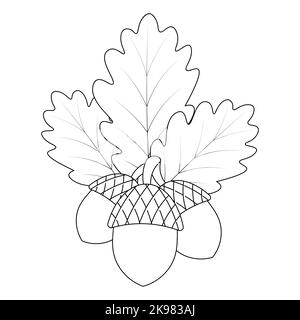 Acorns and oak leaves. Fruits with hard shells. The foliage of the tree is veined. Vector illustration. Outline on an isolated white background. Stock Vector