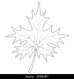 Maple Leaf. Part of the tree with veins. Vector illustration. Outline on an isolated white background. Doodle style. Sketch. Coloring book Stock Vector