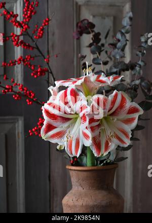 Beautiful bouquet with red, white Amaryllis flower, eucalyptus and red holly berry branches, in a ceramic vase. Christmas floral arrangement. Stock Photo