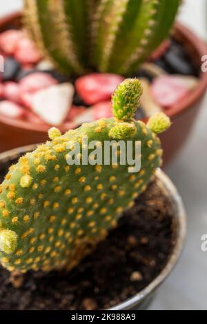 Yellow Opuntia microdasys with many new stems and sharp thorns Stock Photo