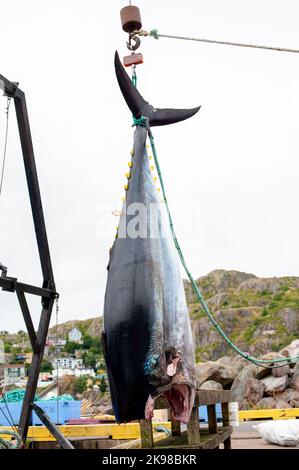 A large Atlantic bluefin tuna, a common tunny, hangs in a fish market by its tail. The raw fish has a colorful silver grey shiny skin, bright yellowfin Stock Photo