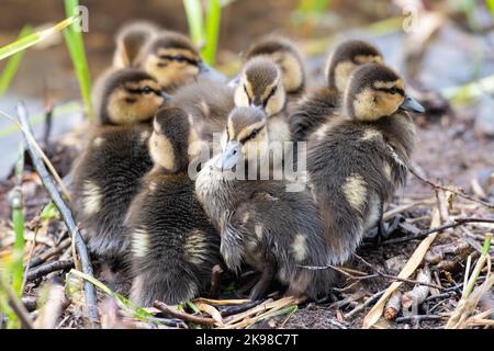A brood of fluffy mallard ducklings huddled together near the water's edge. The small ducks are yellow and brown in color with soft down coats. Stock Photo