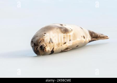 A small wild harbor harp seal pup laying on cold frozen ice in the North Atlantic Ocean. It is stretching its neck and flippers outward. Stock Photo