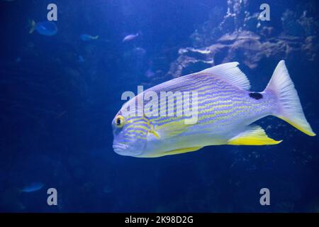 Sailfin snapper (Symphorichthys spilurus) Stock Photo