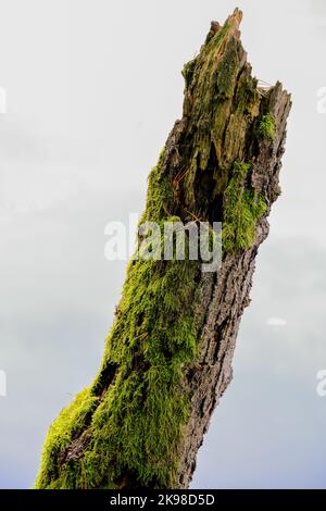 Mossy forest in the sunshine. The light shines through the leaves on the forest floor. Stock Photo