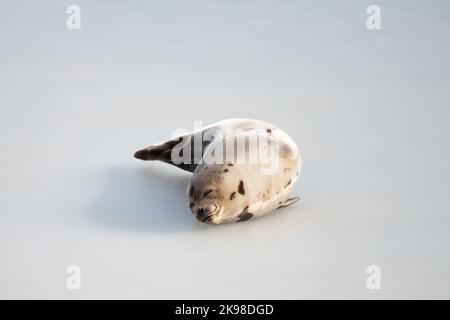 A small wild harbor harp seal pup laying on cold frozen ice in the North Atlantic Ocean.The seal has dark brown spots on its tan fur and long flippers Stock Photo