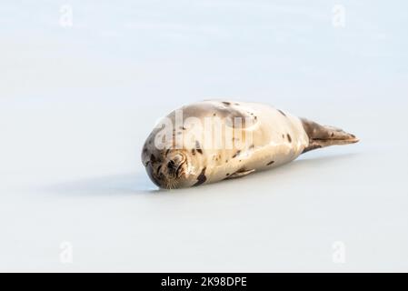 A small wild harbor harp seal pup laying on cold frozen ice in the North Atlantic Ocean. The seal is stretching its neck and flippers outward. Stock Photo