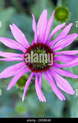 A top view of a pink echinacea flower also called a coneflower at Manito Park in Spokane, Washington. Stock Photo