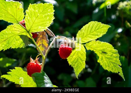 A closeup of a bunch of wild organic raspberries on a bright green bush.  Some of the fresh raspberries are a deep red color. The raw raspberry fruit Stock Photo