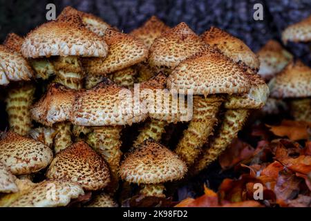 The striking wild fungus Pholiota squarrosa, or the Shaggy Scalycap growing at the base of the host beech tree. The generic name Pholiota means 'scaly' Stock Photo