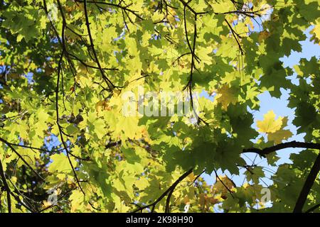Sunlight Shining Through Green Norway Maple Leaves Stock Photo