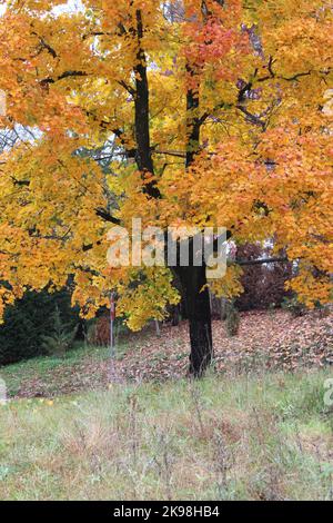 A Large Norway Maple Tree with Bright Orange Fall Foliage Stock Photo ...