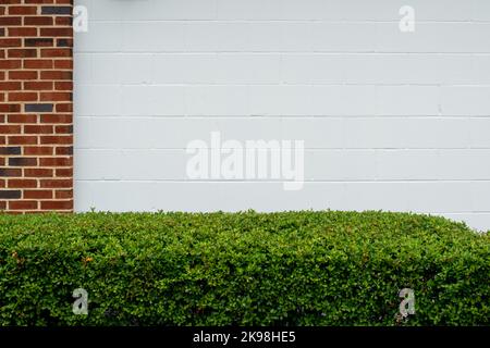 A white metal exterior garage door of a house with a red brick wall and a vibrant green thick flat hedge or shrub in front of the entrance. Stock Photo