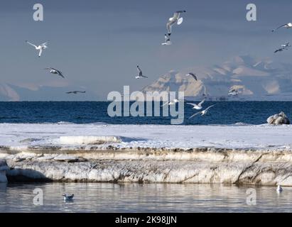 Black-Legged Kittiwakes (Rissa tridactyla) in flight Stock Photo