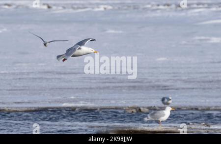 Glaucous Gull (Larus hyperboreus) in flight with snow and ice in background Stock Photo