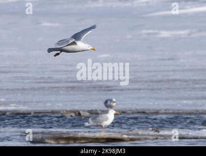 Glaucous Gull (Larus hyperboreus) in flight with snow and ice in background Stock Photo