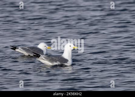 Black-Legged Kittiwake (Rissa tridactyla) Stock Photo