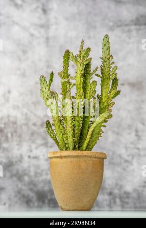 Opuntia monacantha with many new stems and sharp thorns and gray concrete background Stock Photo