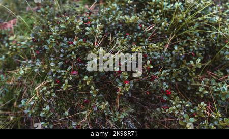 A close-up wide-angle view of a lingonberry (vaccinium vitis-idaea) bush in a taiga conifer forest with small lush leaves and vivid red berries with a Stock Photo