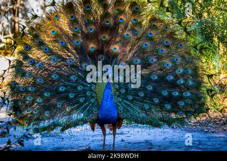 wild Male Indian Peacock in the early morning light displaying his tail feathers . Pavo cristatus Stock Photo