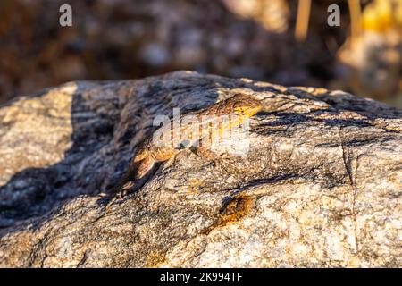 A Common Side Blotched Lizard in Tucson, Arizona Stock Photo