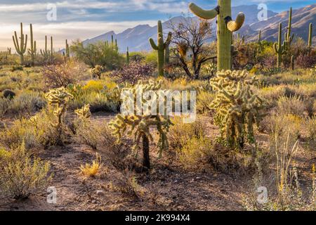 An overlooking view of Tucson, Arizona Stock Photo