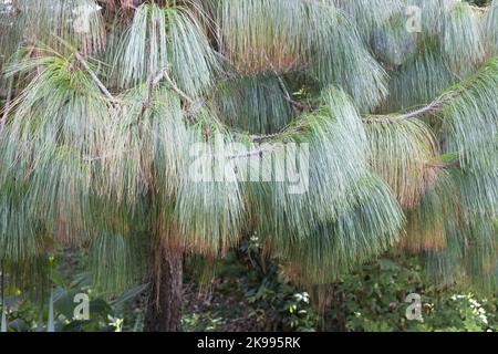 Pinus pseudostrobus var. apulcensis close up. Stock Photo