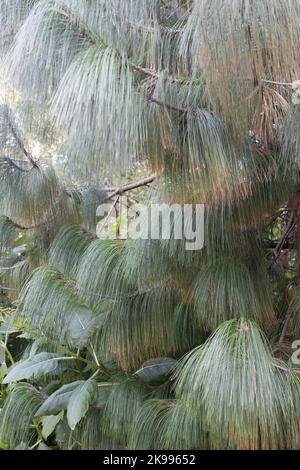 Pinus pseudostrobus var. apulcensis close up. Stock Photo