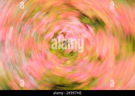 Leaves on a fall tree spinning in a colorful autumn circle with autumnal colors Stock Photo