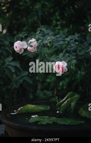 Pink rose flower heads in green tropical garden Stock Photo