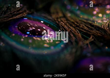Beautiful glitter powder on peacock, bird feathers abstract pattern, texture background. Glowing soft focus bokeh light effect. Colorful image. Stock Photo